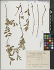 Foto von Salix caprea L.